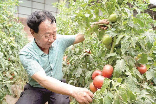 美港通证券 “番茄爸爸”尚春明：一粒种子的故事